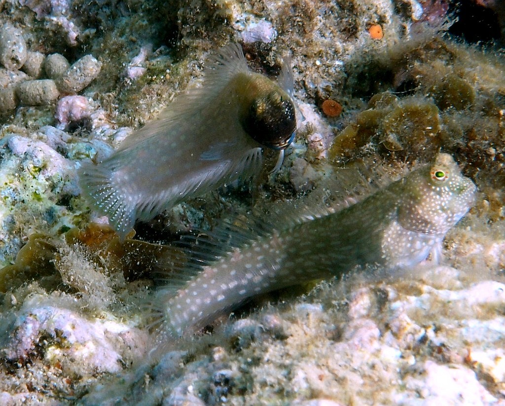 Salarias alboguttatus Whitespotted Blenny New Caledonia male and female on the top of coral heads