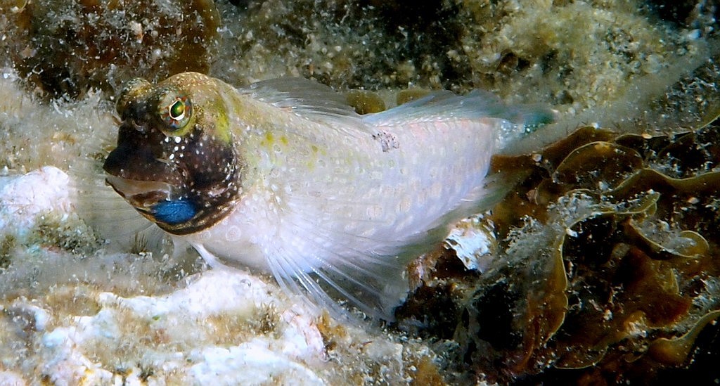 Salarias alboguttatus Blennie à points blancs Nouvelle-Calédonie coloration du male en période de reproduction