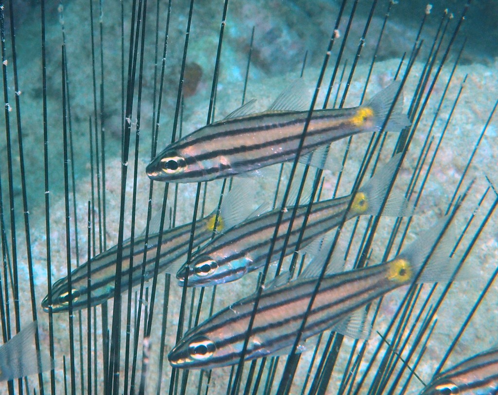 Cheilodipterus quinquelineatus Five-lined cardinalfish New Caledonia fish lagoon scuba diving photography