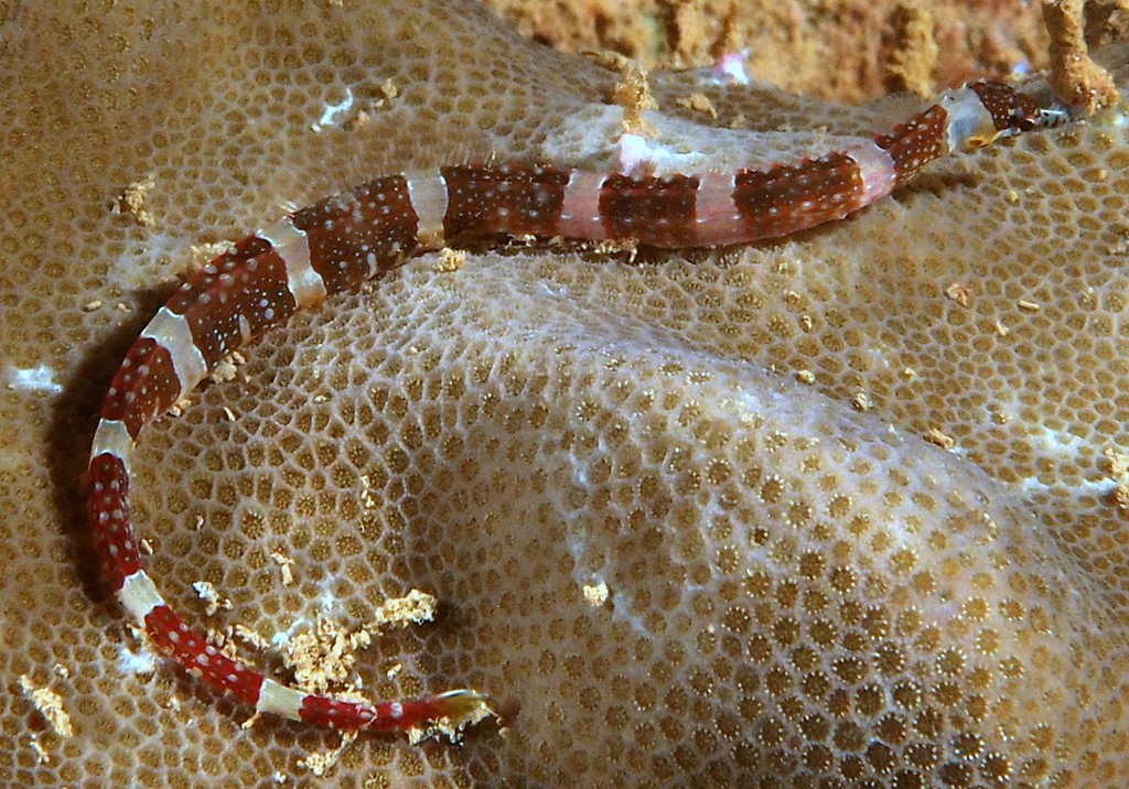 Corythoichthys amplexus darkbarred pipefish Syngnathiformes Syngnathidae Syngnathinae