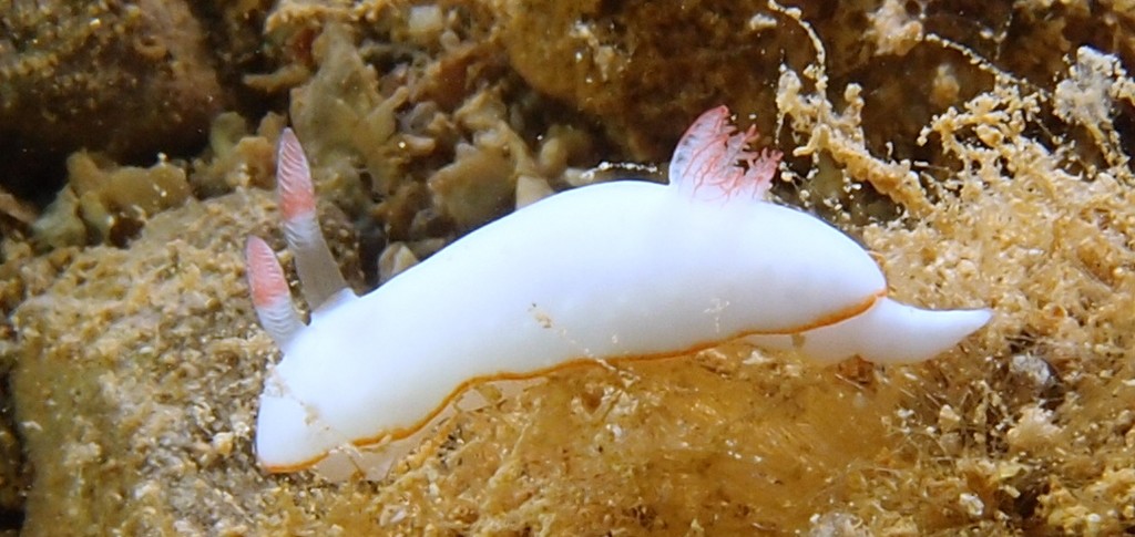 Noumea simplex Pease nudibranch New Caledonia picture Chromodoris sea slug shell-less marine gastropod mollusk Chromodorididae