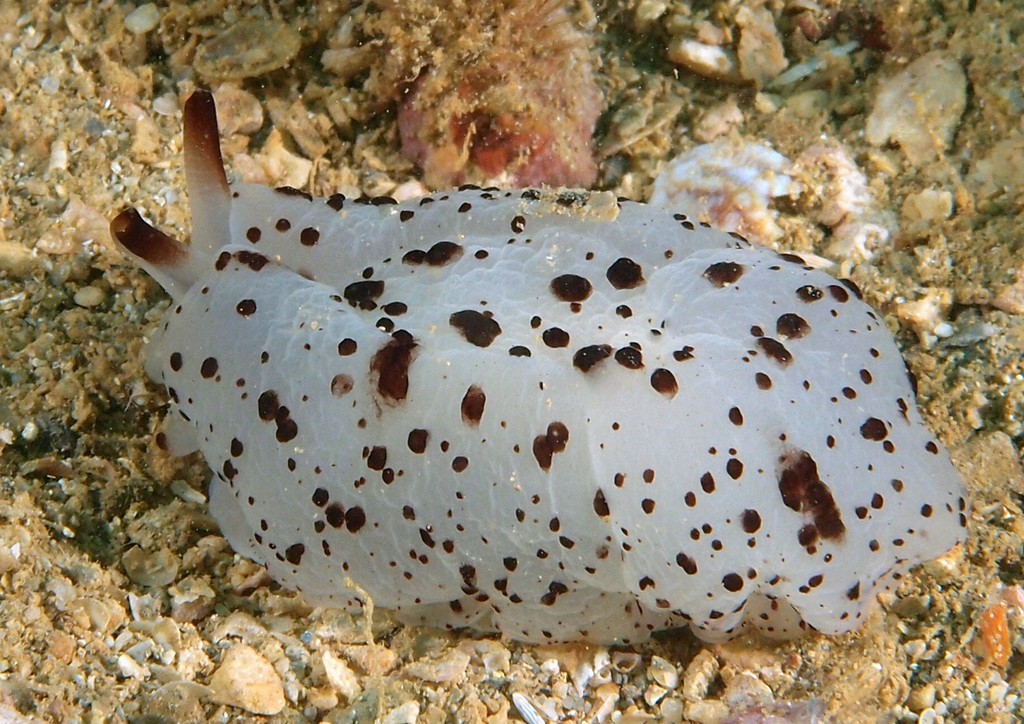 Berthella martensi blanc point noir nudibranche Nouvelle-Calédonie aquarium description