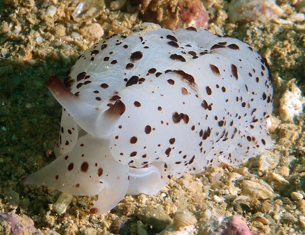 Berthelle de Marten Berthella martensi  famille Pleurobranche nudibranche Nouvelle-Calédonie identification