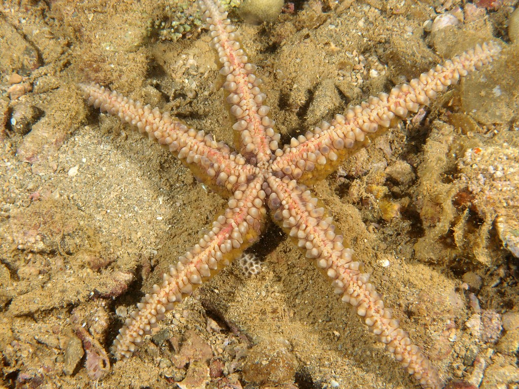 Echinaster callosus Etoile verruqueuse Nouvelle-Calédonie récif lagon Calédonien