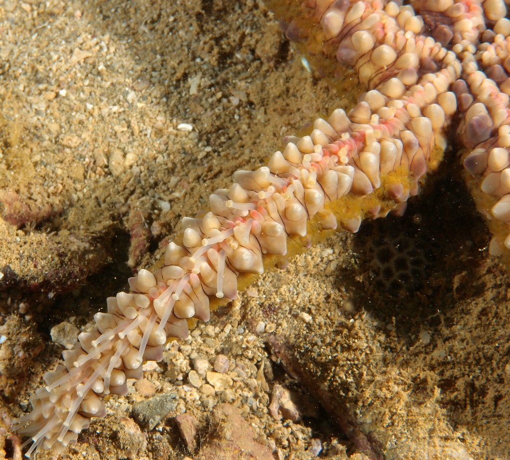 Echinaster callosus Warty sea star New Caledonia diving underwater picture