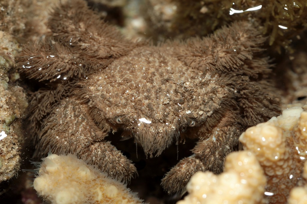Pilumnus vespertilio crabe poilu けぶかがに hairy crab New Caledonia Nouvelle-Calédonie