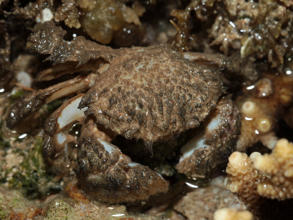 Pilumnus vespertilio Indo-Pacific hairy crab crabe poilu Nouvelle-Calédonie predation comportement reproduction