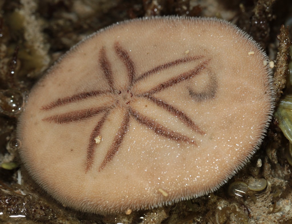 Jacksonaster depressum tonganese Nouvelle-Calédonie oursin plat récif Ricaudy faune sous-marine