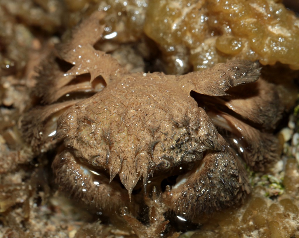 Pilumnus vespertilio Teddy-bear hairy crab New Caledonia description reef distribution biology