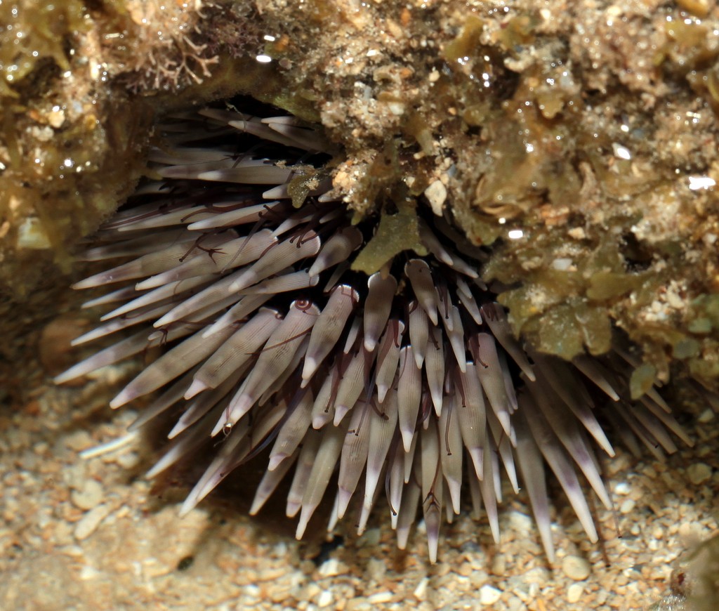 Parasalenia gratiosa oursin Test ovoïde Nouvelle-Calédonie oursin brouteur de corail