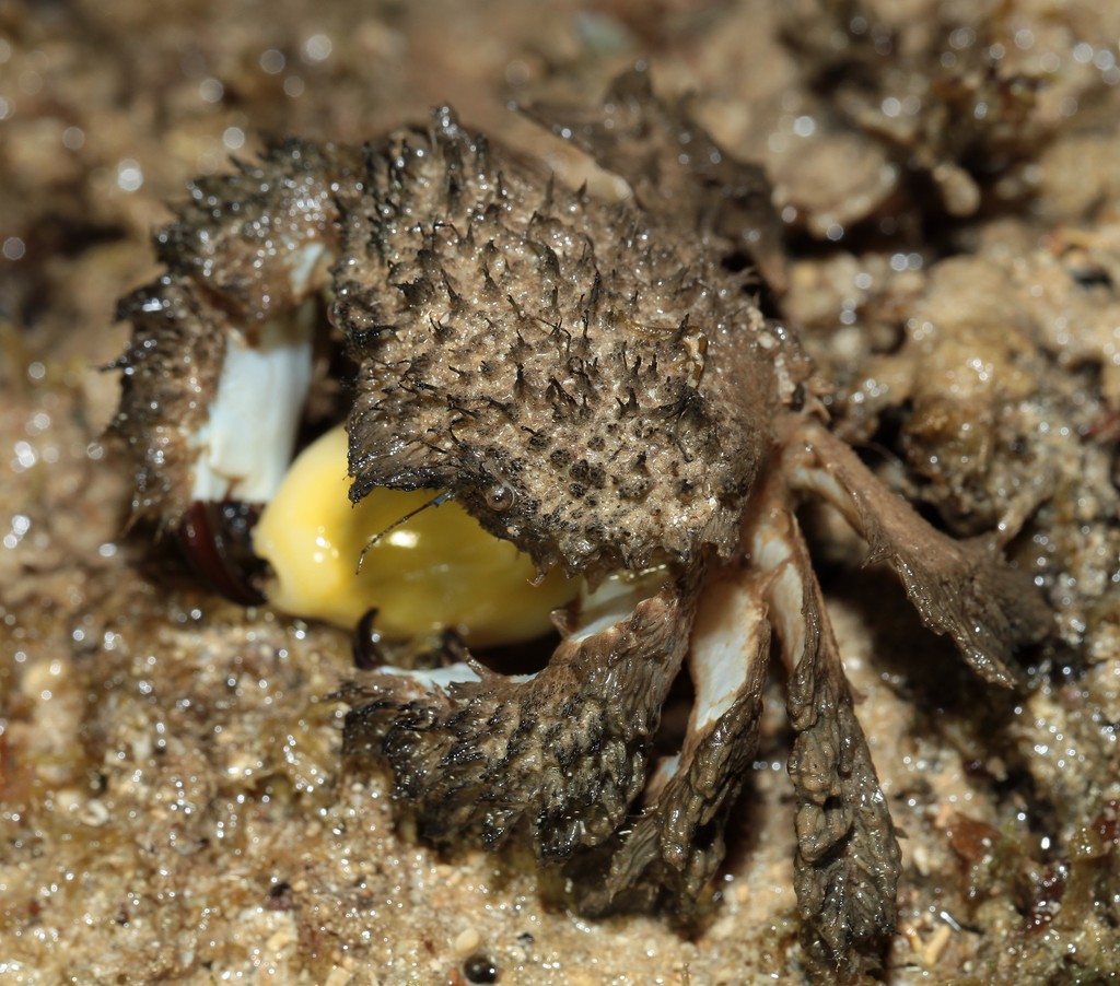 Pilumnus vespertilio Crabe poilu prédation sur porcelaine Monetaria moneta Nouvelle-Calédonie