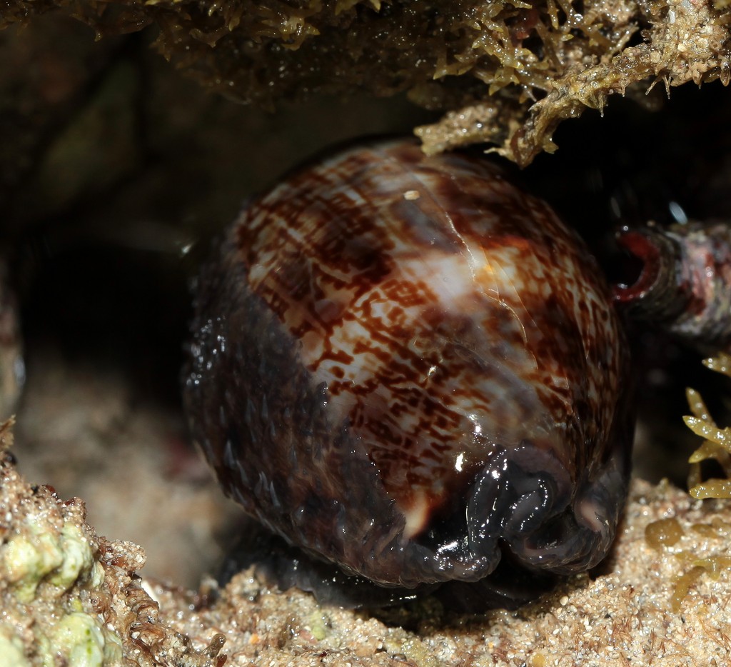 Mauritia eglantina Cowry cowries shell New Caledonia sea snail marine gastropod mollusk