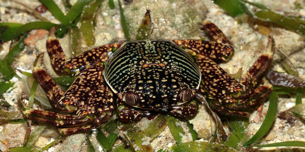 Grapsus albolineatus Sally-light-foot crab New Caledonia alimentation distribution