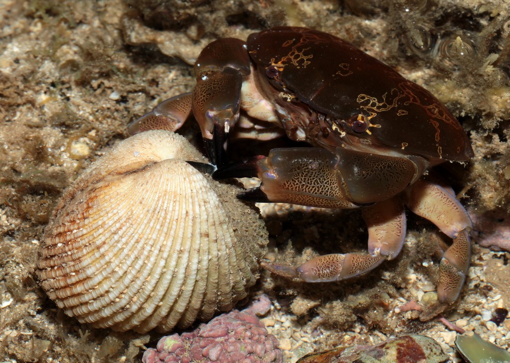 Atergatis floridus Floral egg crab Carapace toxine poison New Caledonia island description