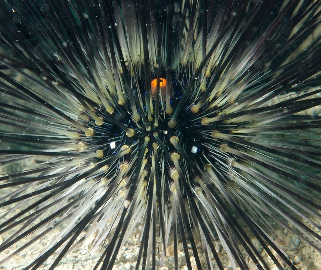 Diadema setosum Oursin diadème à anneau orange Nouvelle-Calédonie faune marine lagon Calédonien