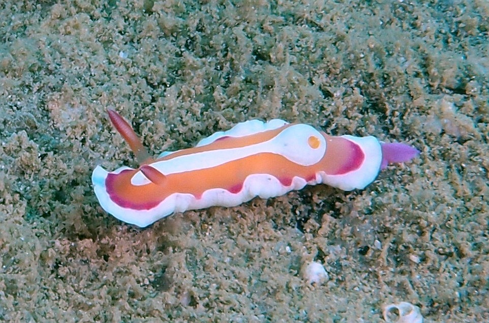 Noumea Norba Opisthobranche nudibranche Nouvelle-Calédonie