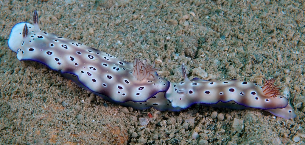 Opisthobranchia Nudibranchia Euctenidiacea Doridacea Chromodorididae Hypselodoris tryoni