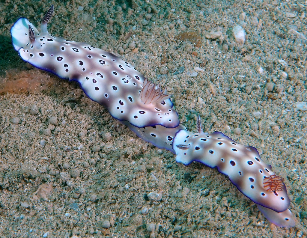 Tryon’s risbecia Hypselodoris Tryoni dorid Nudibranch New Caledonia Opisthobranch sea slug marine gastropod mollusk family Chromodorididae