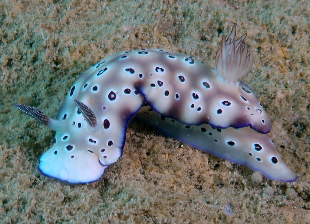 Risbecia de Tryon Hypselodoris tryoni Nouvelle-Calédonie nudibranche faune sous-marine
