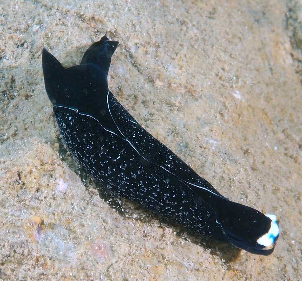 Mariaglaja inornata underwater picture beautiful seaslug diving New Caledonia island Nouvelle-Calédonie Opisthobranche Chelidonura inornata