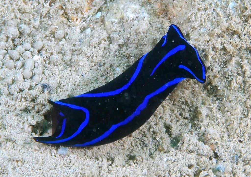 Chelidonura varians cephalaspidean sea slug marine opisthobranch gastropod mollusc New Caledonia