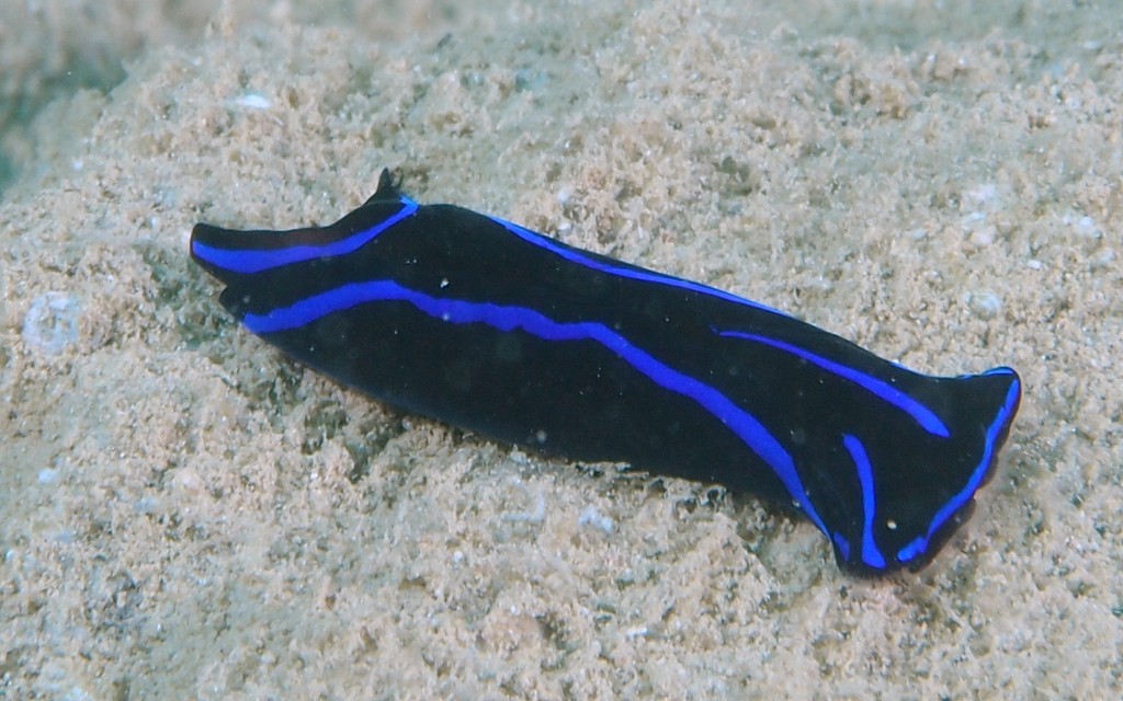 Chelidonura varians Chélidonure variable Opisthobranche Nouvelle-Calédonie