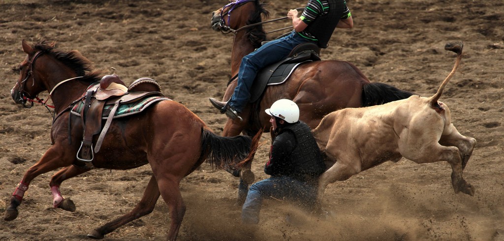 Bulldogging Steer Wrestling rodeo event  horse-mounted rider steer New Caledonia federation 