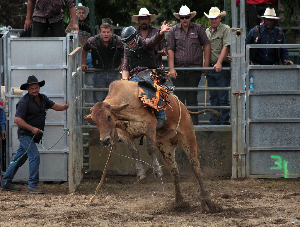 Bull rope corde tressée a plat Nouvelle-Calédonie rodéo Païta 2013 Bull Riding Stockmen
