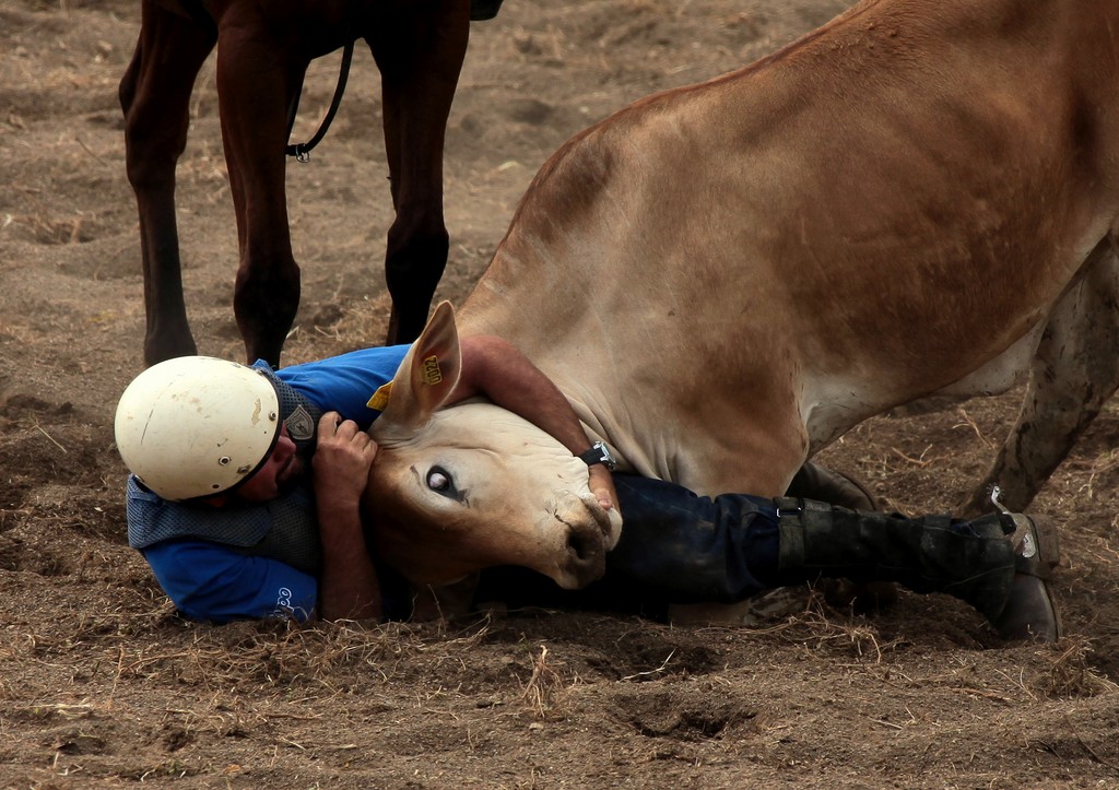 discipline rodéo bulldoggin steer wrestling Texas cow-boys stockmen Nouvelle-Calédonie