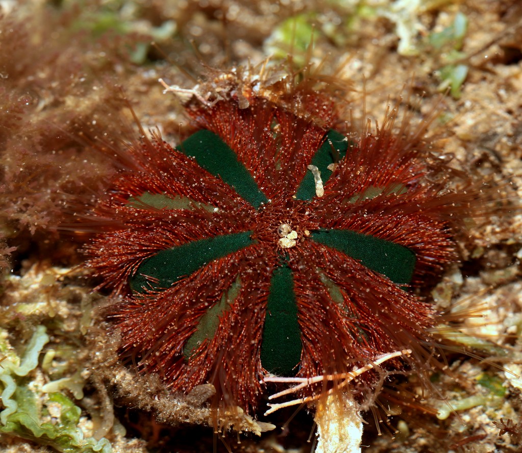 Mespilia globulus Oursin-smoking Nouvelle-Calédonie Récif Ricaudy Nouméa