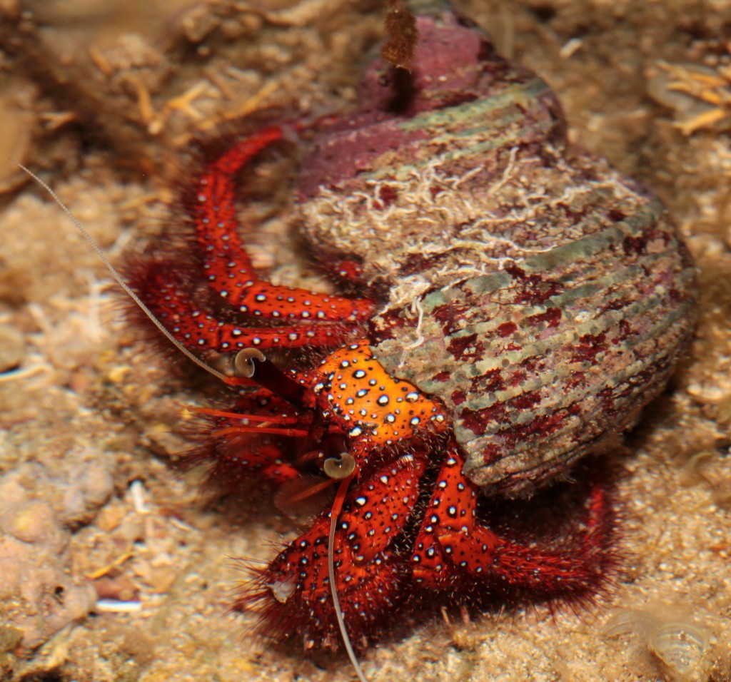 Dardanus megistos white-spotted hermit crab New Caledonia unequal-sized claws