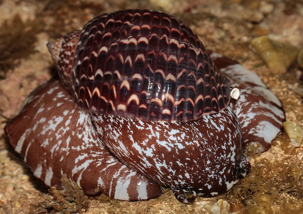 Tonna perdix mollusque gastéropode coquillage géant Nouvelle-Calédonie