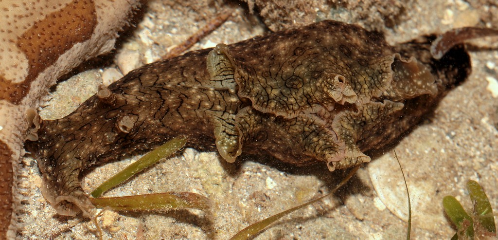 Aplysia argus White-speckled sea hare New Caledonia