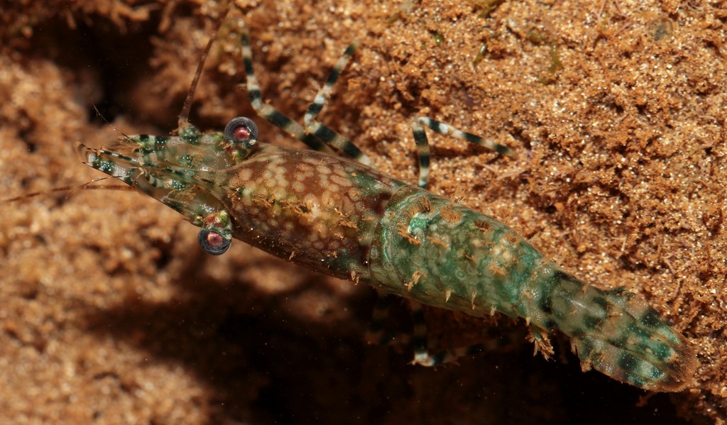 Saron marmoratus marbled shrimp New Caledonia shrimp reef aquarium picture description