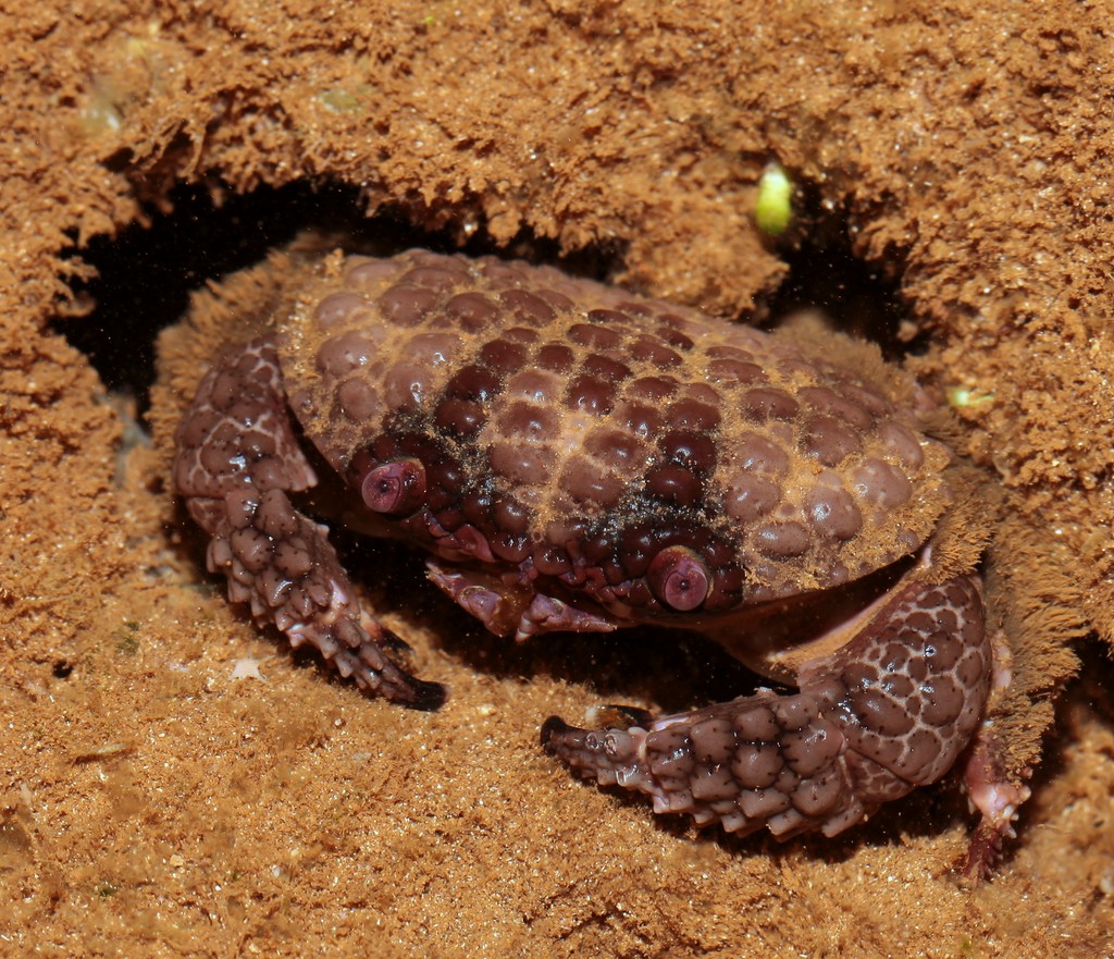 daira perlata crabe Nouvelle-Calédonie arthropode crustacé récif frangeant