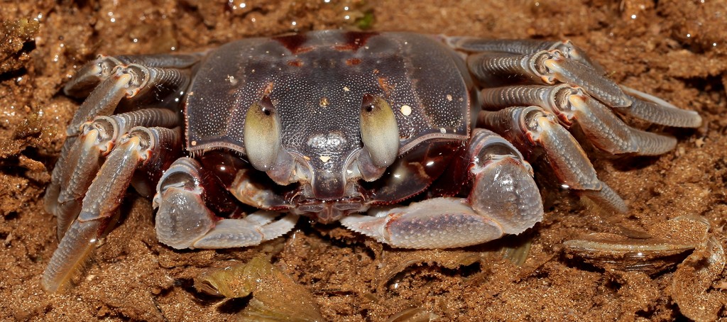 Ocypode cordimanus Crabe fantôme à pince lisse Nouvelle-Calédonie