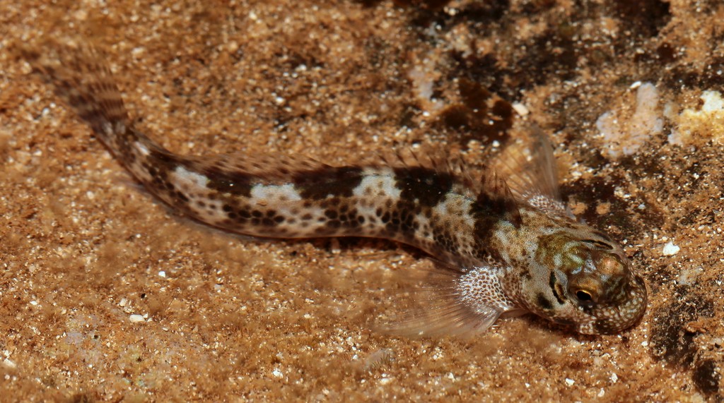 Entomacrodus striatus Streaked blenny New Caledonia  pale area behind eye followed by an irregular dark mark