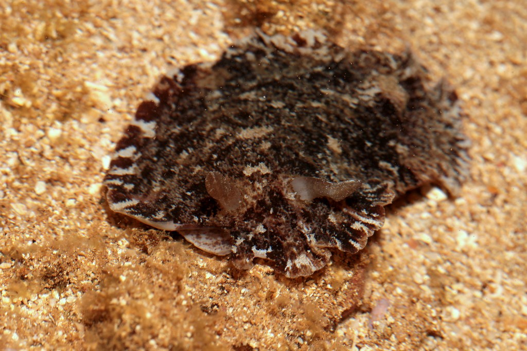 Dendrodoris albobrunnea nudibranch New Caledonia opistobranch