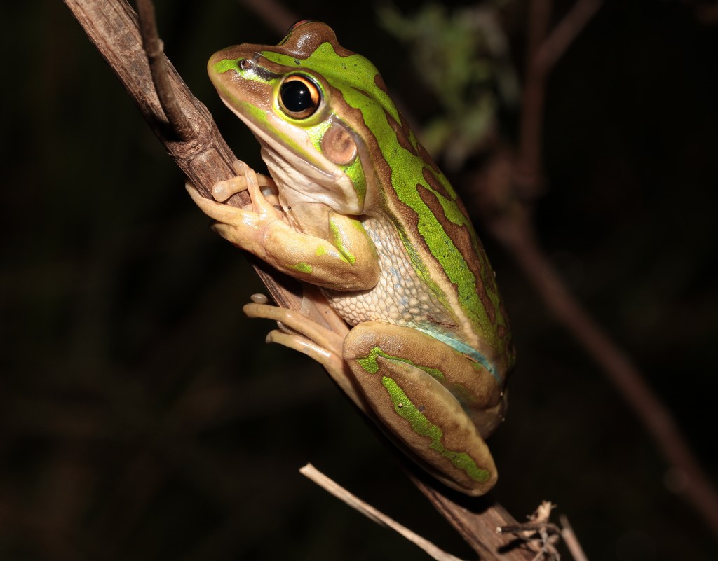 Litoria aurea grenouille arboricole Nouvelle-Calédonie