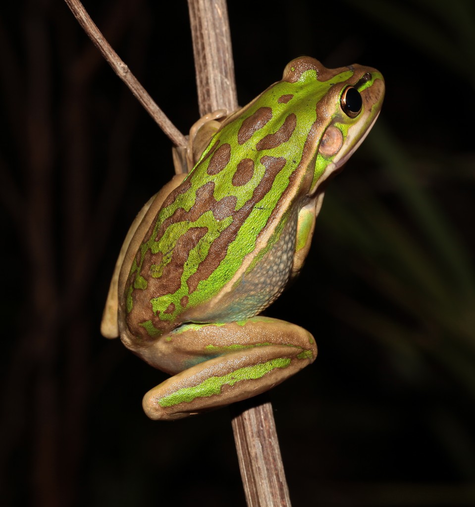 Litoria aurea green and golden bell frog New Caledonia