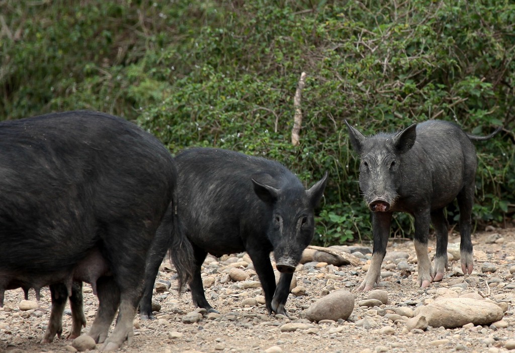 Sus scrofa Cochon sauvage Nouvelle-Calédonie chasse domaine gibier
