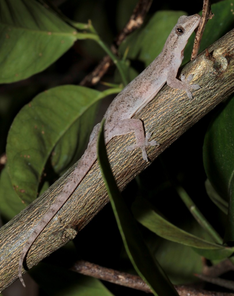 Gecko Nouvelle-Calédonie