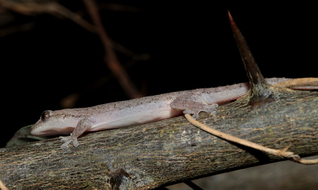 Gecko camouflage Nouvelle-Calédonie
