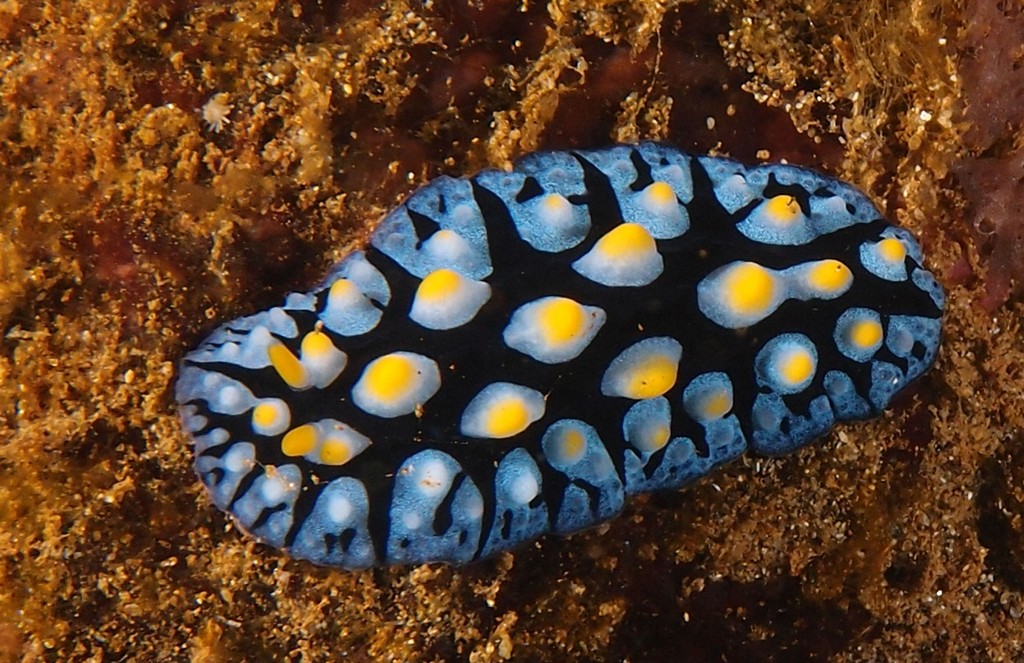 Phyllidia picta Phyllidie peinte Nouvelle-Calédonie nudibranche