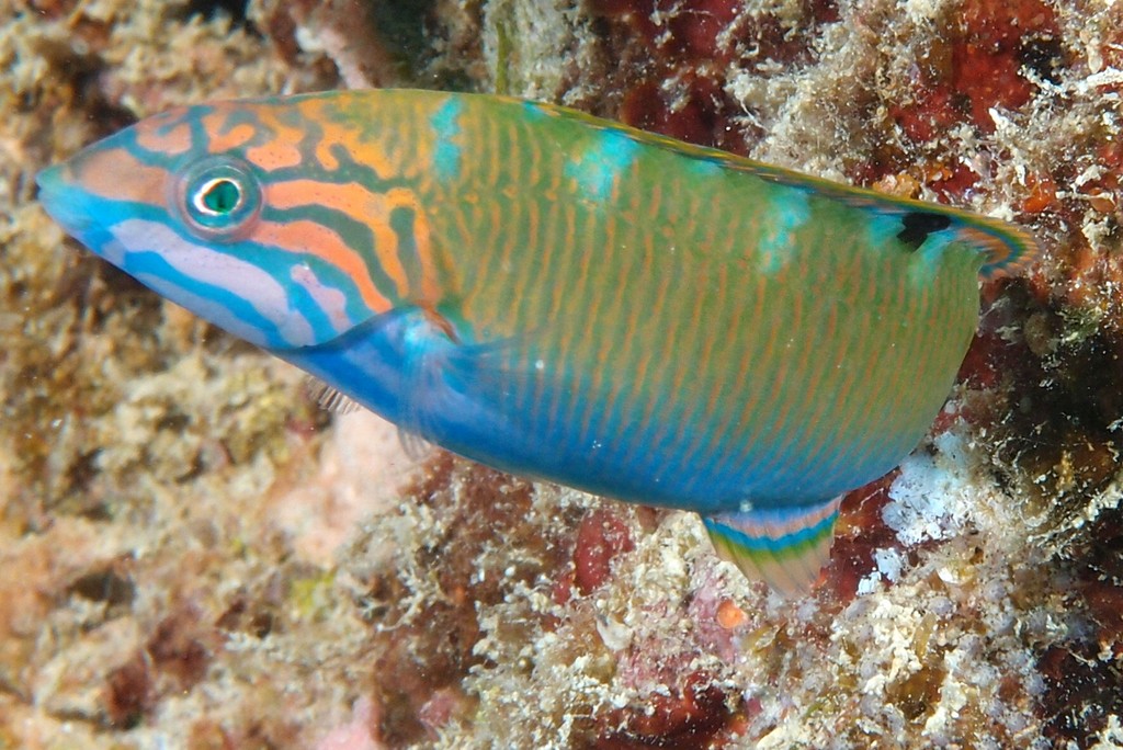 Thalassoma lunare Crescent-tail wrasse New Caledonia fish lagoon aquarium