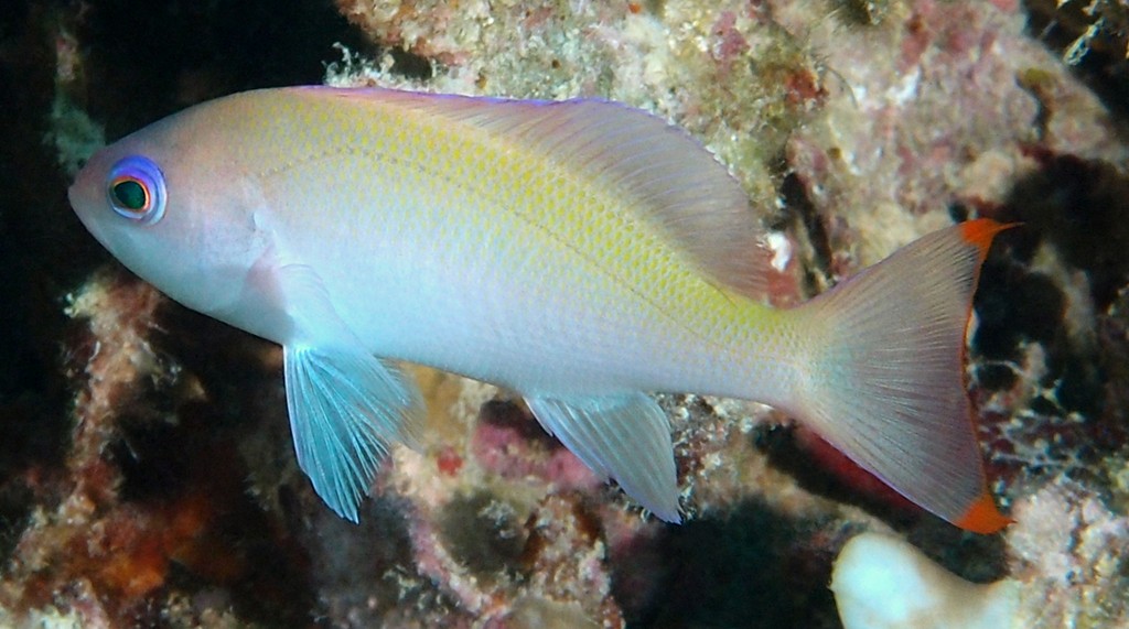 Pseudanthias hypselosoma Stocky anthias New Caledonia female