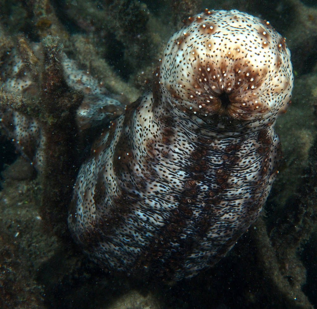 Pearsonothuria graeffei Gestrichelte Seegurke Strichel Gestreepte zeekomkommer New Caledonia