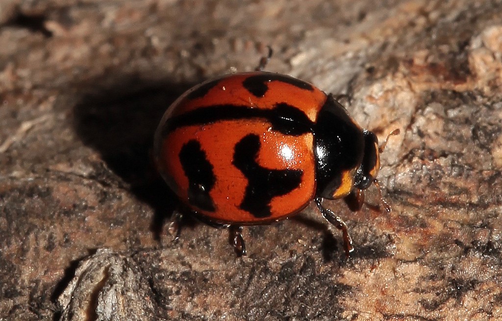 coccinella transversali coccinella transversali