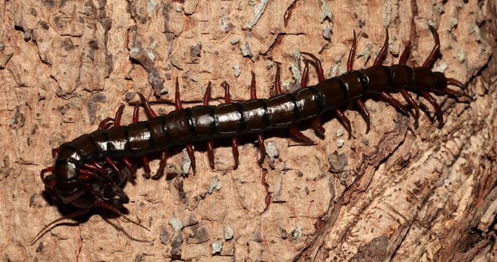 Animal venimeux Scolopendra subspinipes Nouvelle-Calédonie venin toxique cent pieds morsure