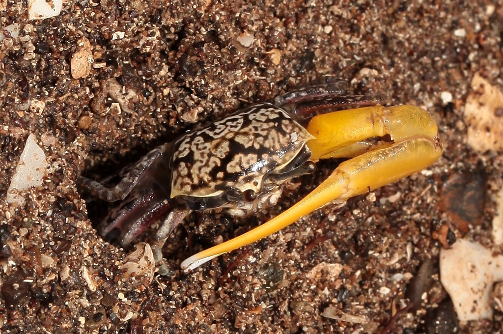 Uca Austruca perplexa